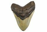 Serrated, Fossil Megalodon Tooth - North Carolina #299005-1